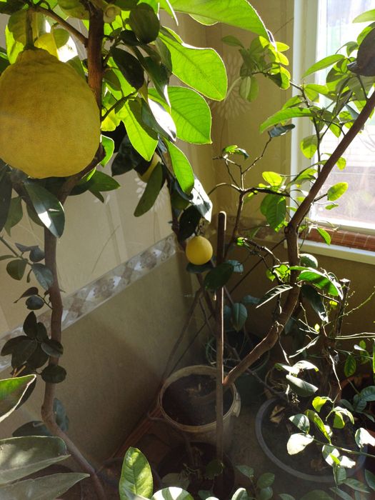 Дерево сад: Лимон, Мандарин, Апельсин