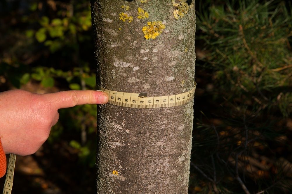 Buk pospolity wysokość 200- 300 cm, obwód pnia 6-8cm, z gruntu