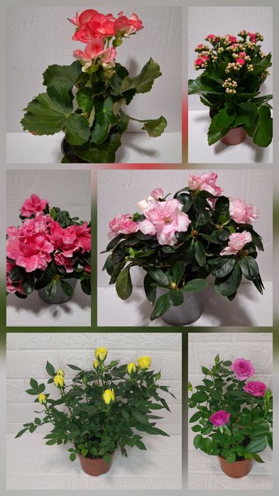 Бегонії, Каланхоє, Азалиї, Троянди