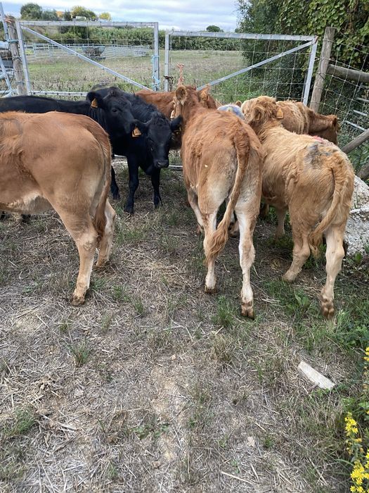 Lote de vitelas cx de limousines