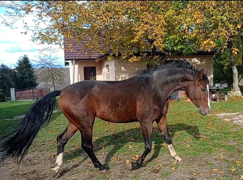 Sprzedam wałacha