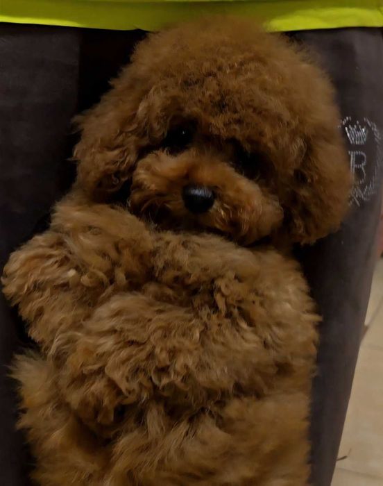 pudel toy girl red płowy  mega siersc