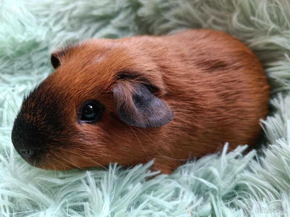 Świnka Morska Kawia domowa US TEDDY California - samczyk - transport