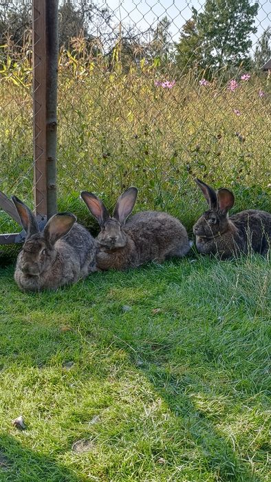 Бельгійці,кролі,самички
