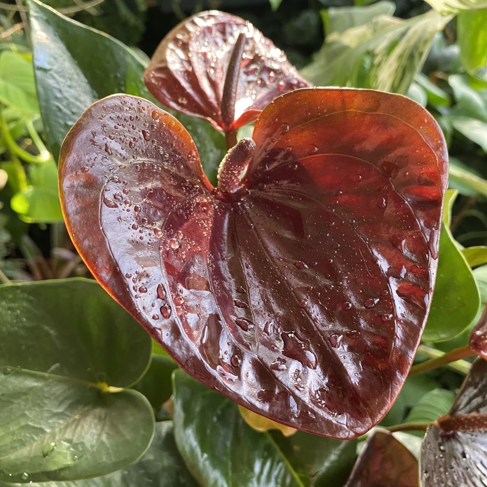 Антуріум Anthurium Essencia