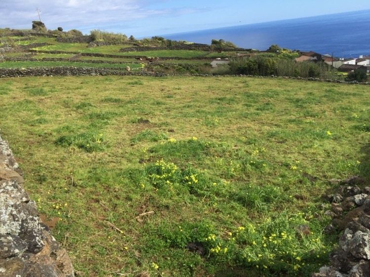 Terreno no lugar das Terras (Lajes do Pico) com fantástica vista