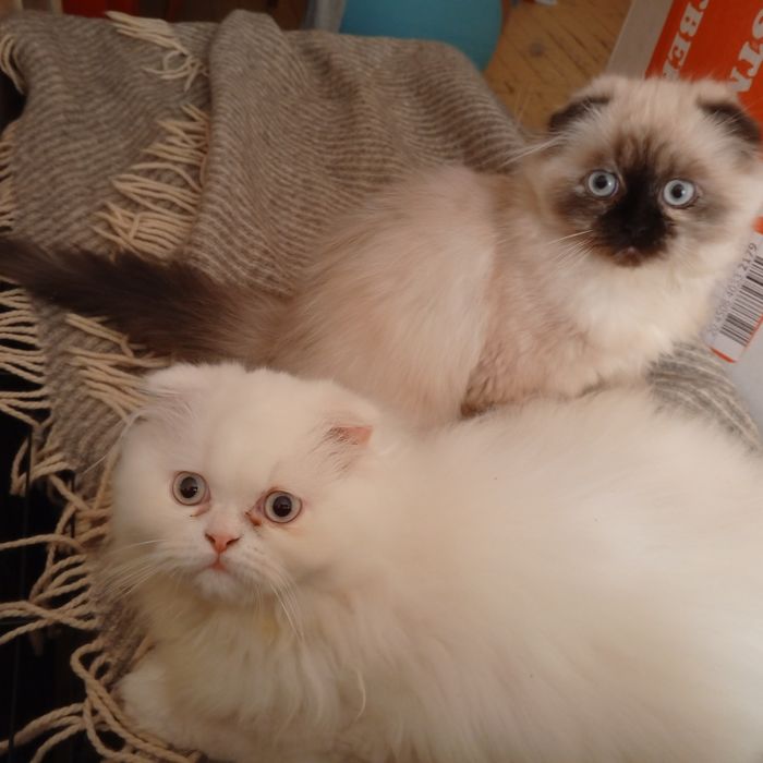 Кошеня шотландська  висловуха