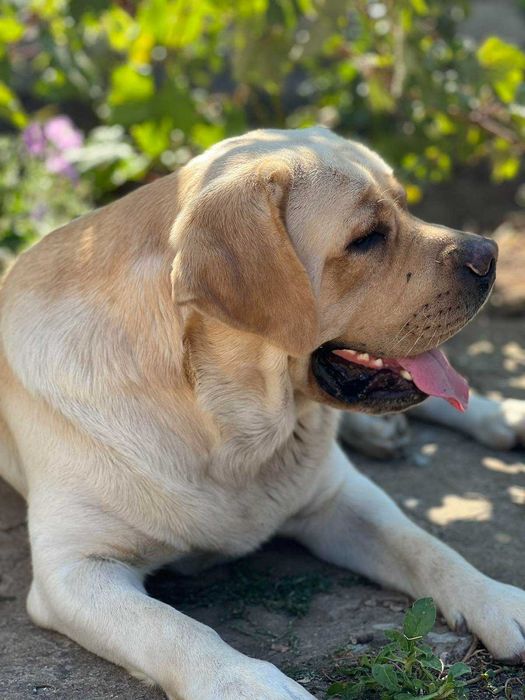 Вязка Лабрадор ретривер