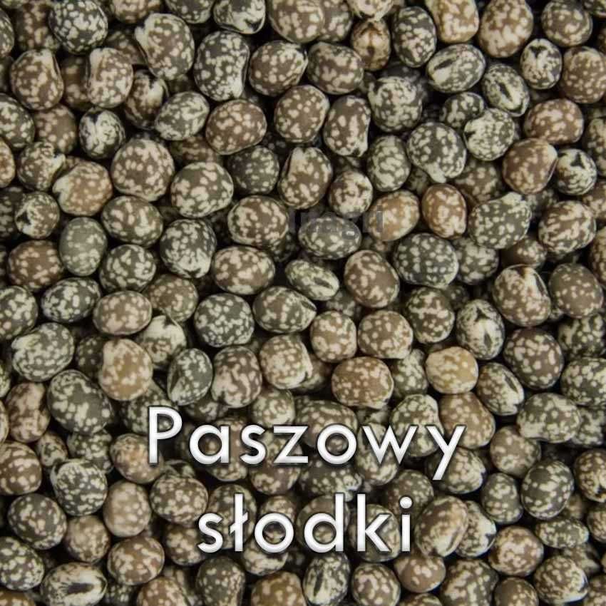 Łubin słodki poplonowy