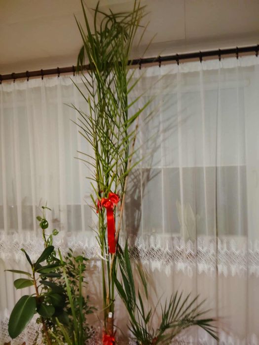 Palma domowa 2.5 netra