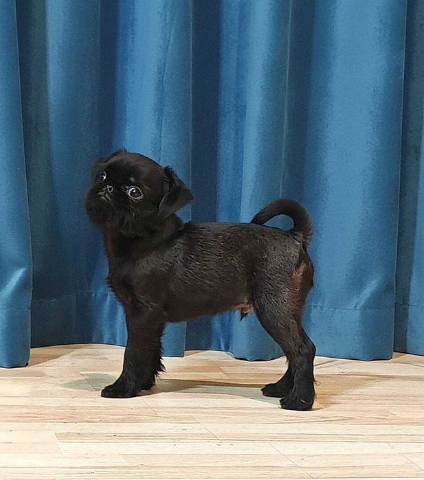 Mały skarb — szczeniak belgijskiego gryfonika pełen miłości i uroku