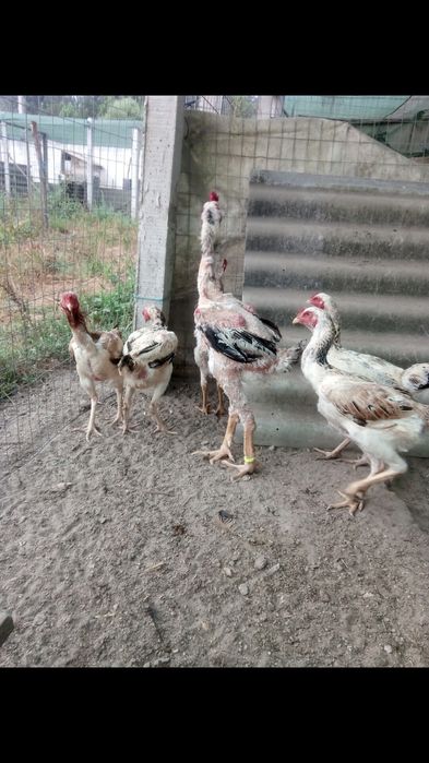 pintos de indio gigante brasileiro