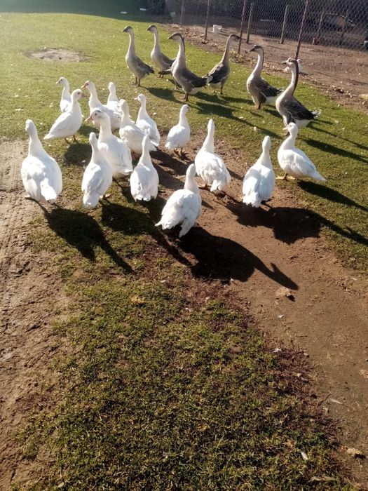 Sprzedam gęsi kaczki indyki