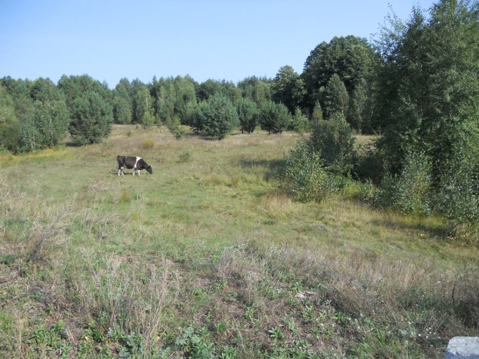 Продам 3.09га.у реки в с.Рудня Тальская,Киевской обл.,Иванковский р-н.