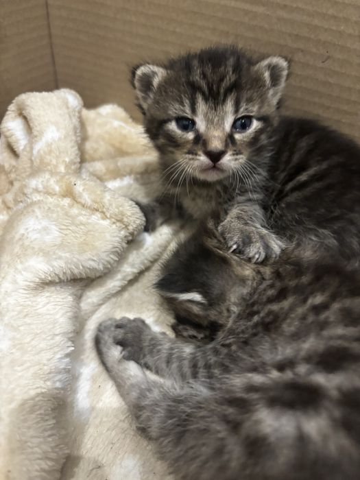 Oddam Kotki w dobre rece :)