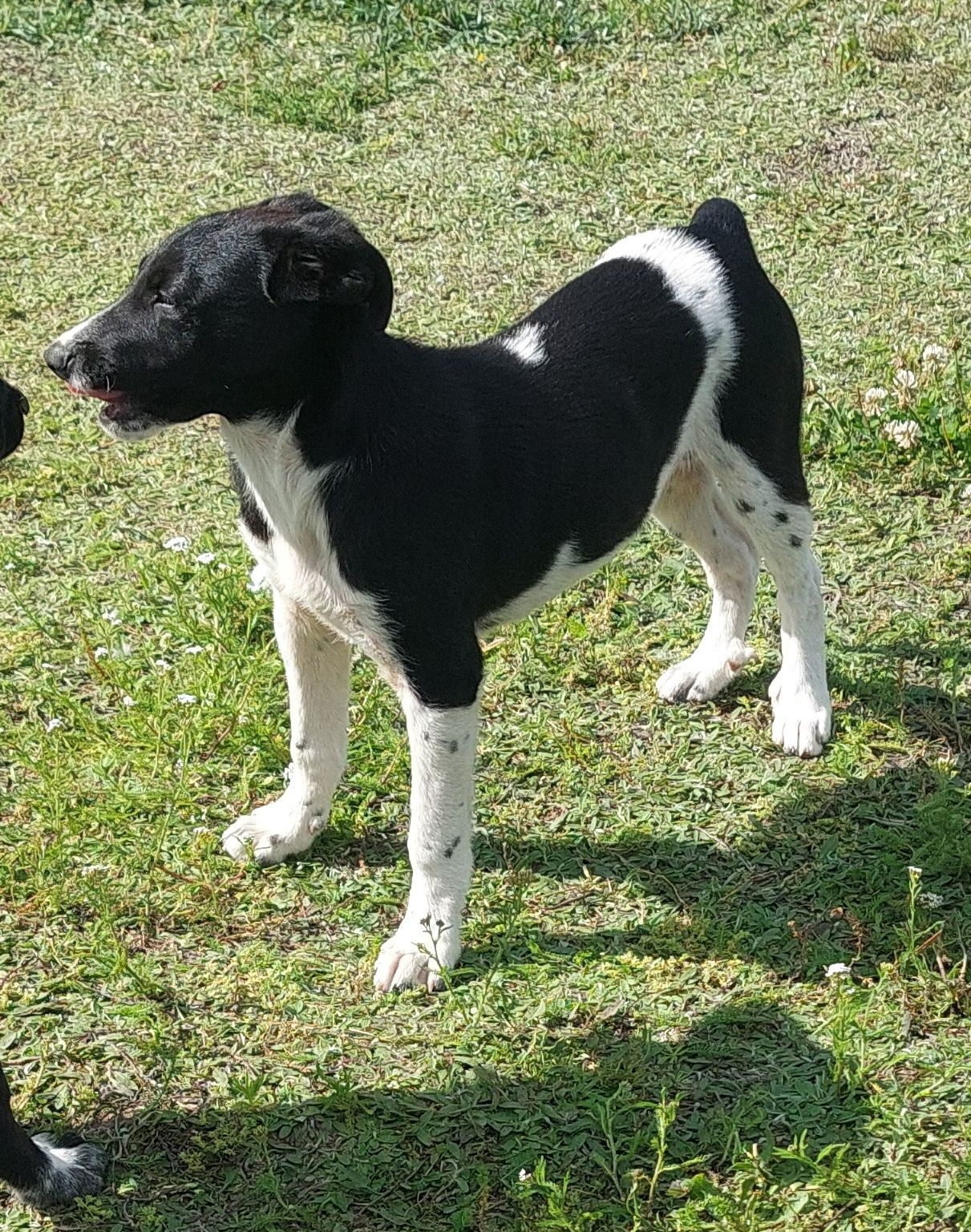 Luna i Krowka szukają domów