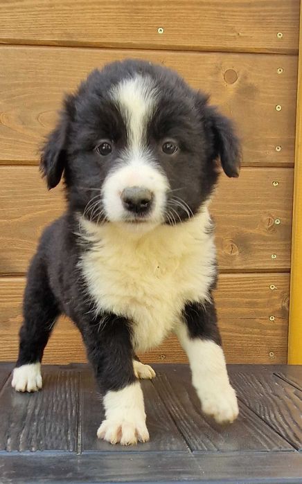 Border Collie suczka