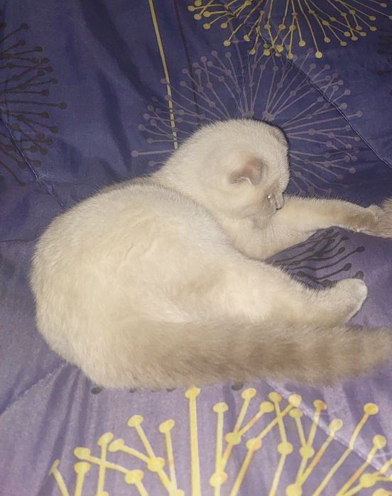 Скоттиш фолд Девочка
