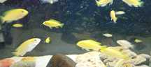 Ciclídeos Africanos Malawi - Labidochromis Caeruleus