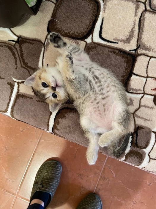 Котик золотиста шиншила на вʼязку (Закарпатська обл)