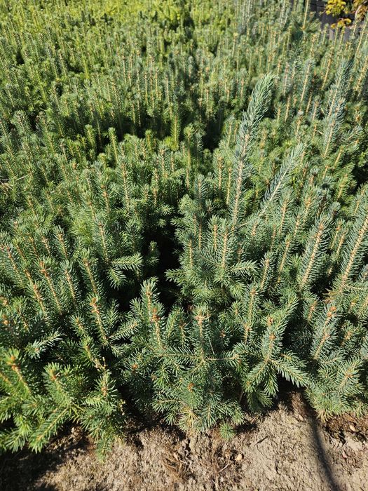 Świerk srebrny - 2,5 letni