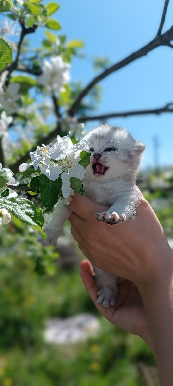 Шотландська Скотіш Страйт Шиншилятко Срібне!!!