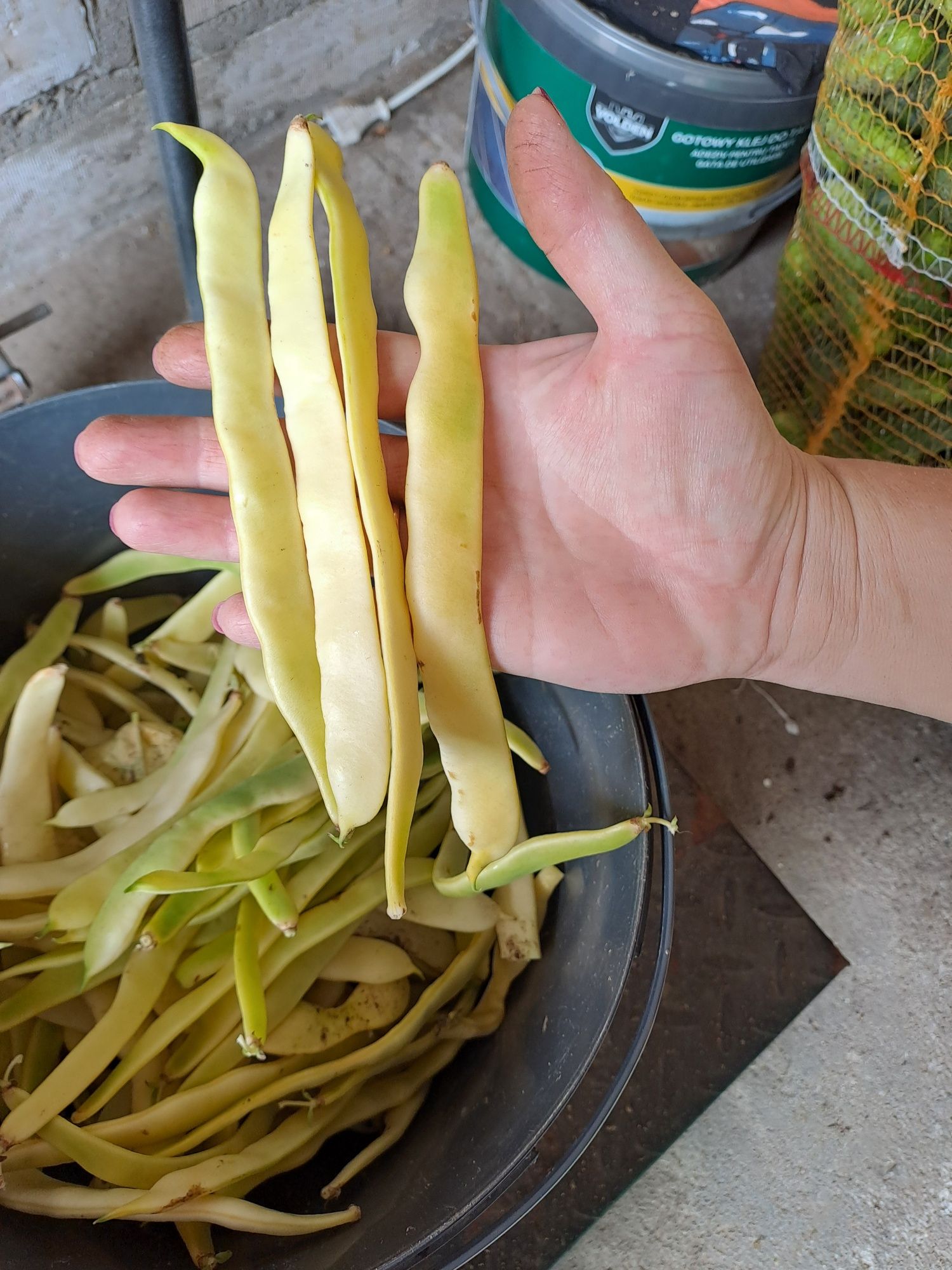 Fasola szparagowa  mutant