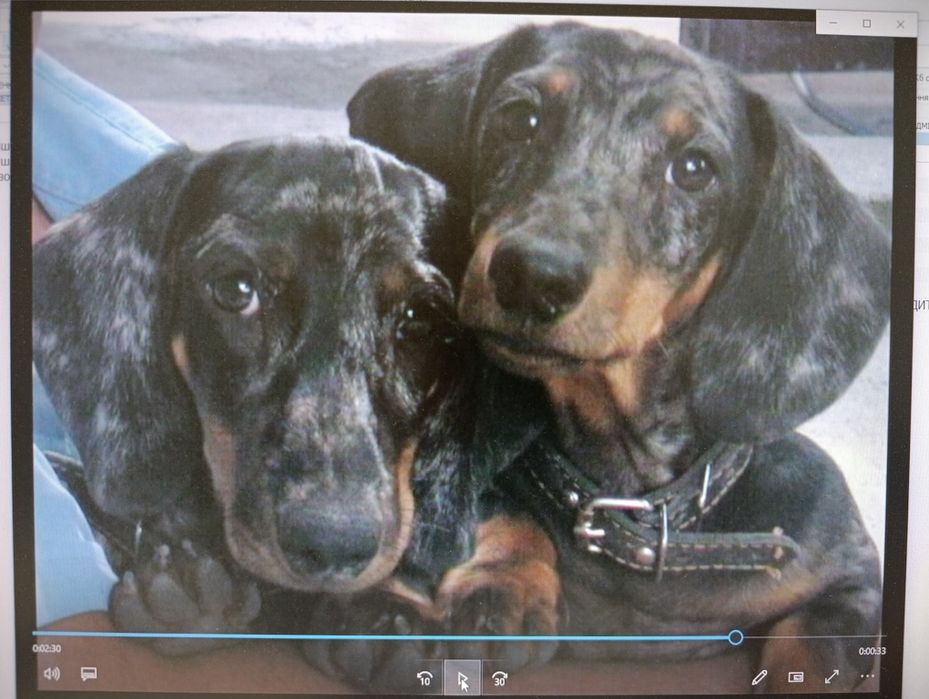 Загубилася собака