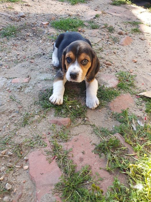 Beagle   slicze piesek