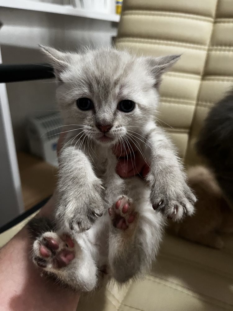 Котята шукають дім