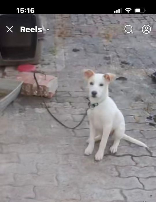 Cadelinha bebe para adopção