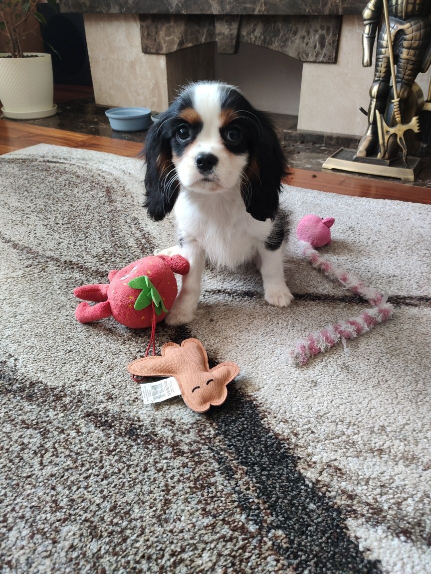 Cavalier King Charles spaniel