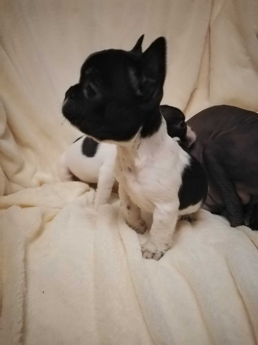 Крошки бульдожки.