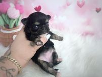***Xxs długowłosa laleczka chihuahua śliczna tri color dziewczynka***