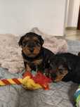 FCI Szczeniak Terier Walijski ZkwP Welsh terrier