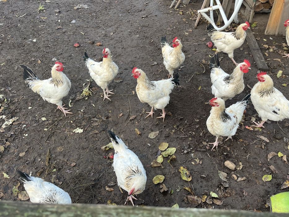Kogut kury 20-tygodnowe