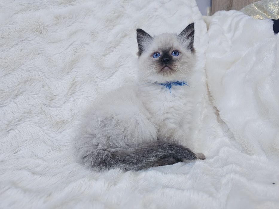 Kocurek Ragdoll z rodowodem (kocięta Ragdoll) gotowy do odbioru