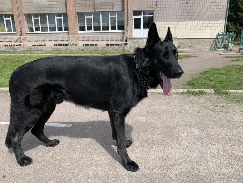 Німецька вівчарка; в’язка