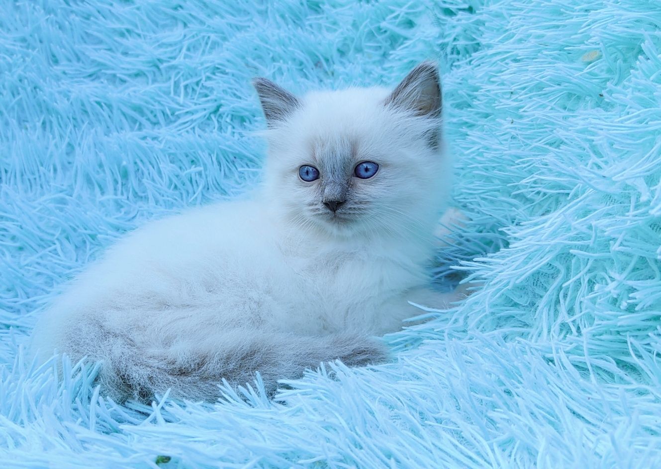 Ragdoll kotka seal point