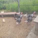 Vende se perus com um ano e patos  caseiros