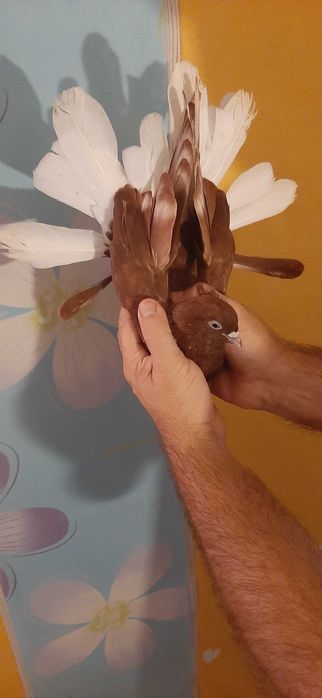 Piękne czerwone Orliki polskie