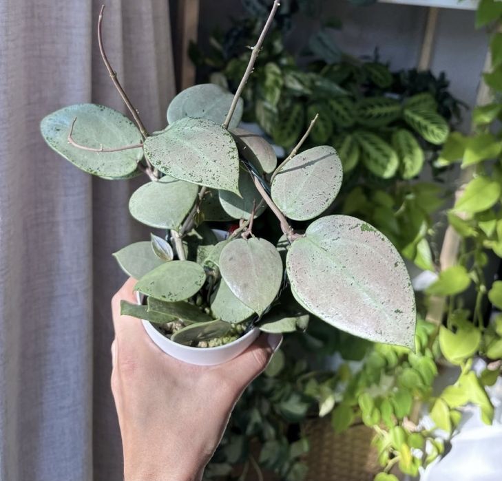 Hoya Hoja Verticillata Silver Heart 1w