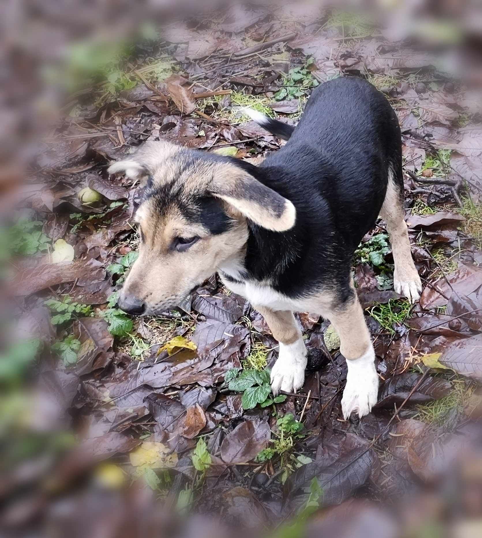 SALMA - 5 miesięczna suczka do adopcji