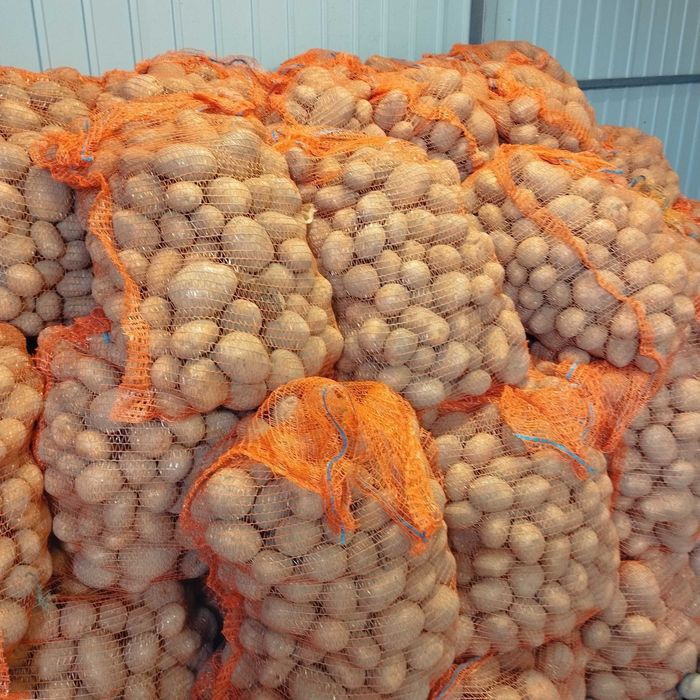 Sprzedam ziemniaki Red Sonia i Vineta