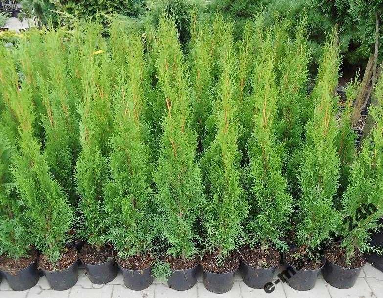 Tuja Szmaragd 200,220,240,250cm! Thuja Smaragd! Sadzimy tuje! Dostawa!