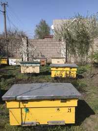 Продам пчёл , пчелопакеты