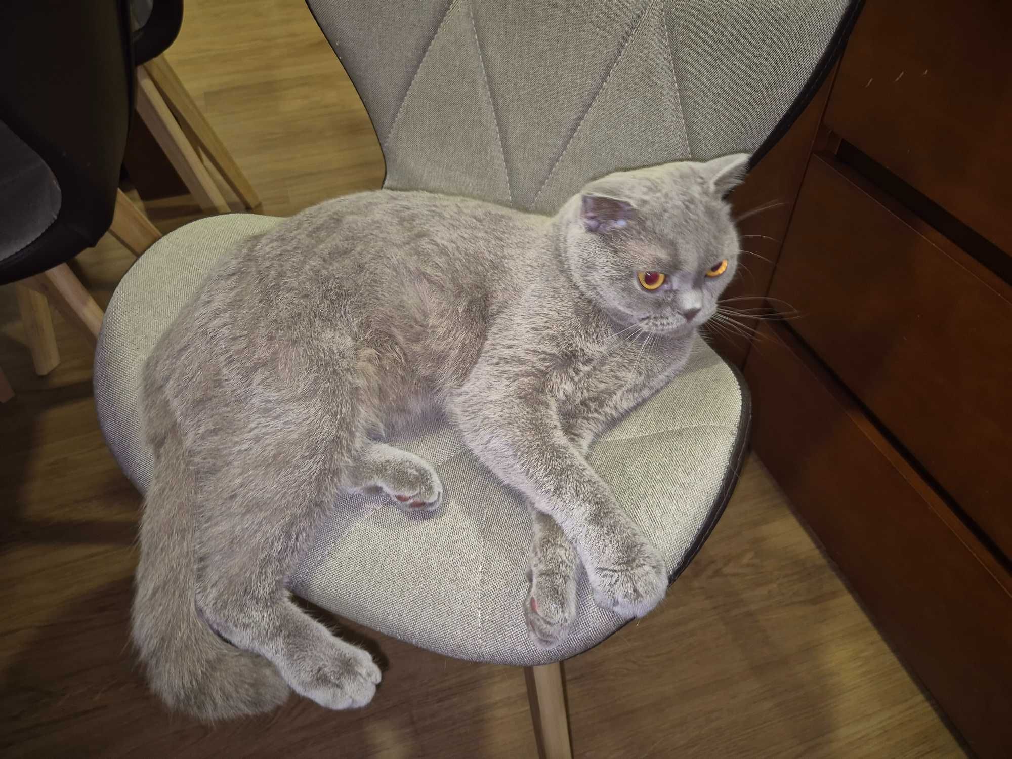 Sanita limpeza automática gato,doseador de comida de gato programavel.