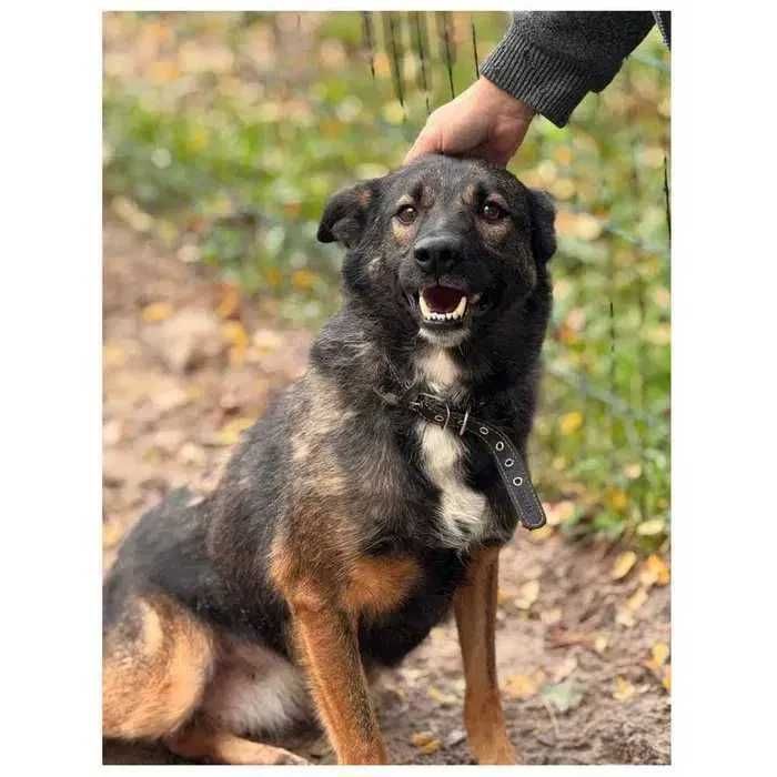 Спокойная собака ищет дом