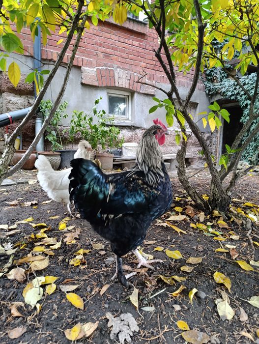 Piękny kogut - mix marans