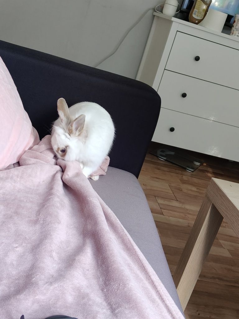 Królik miniaturka